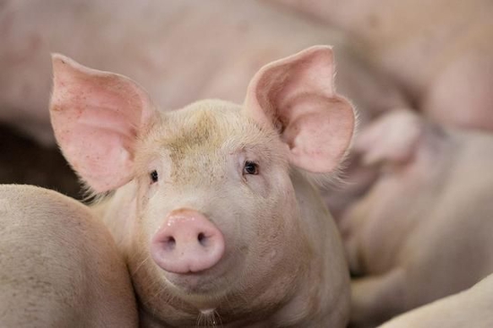 "琼"字号猪肉畅销香港市场 1月以来出口1440头活猪