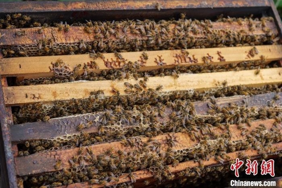 蜜蜂在蜂箱活动。　凌楠 摄