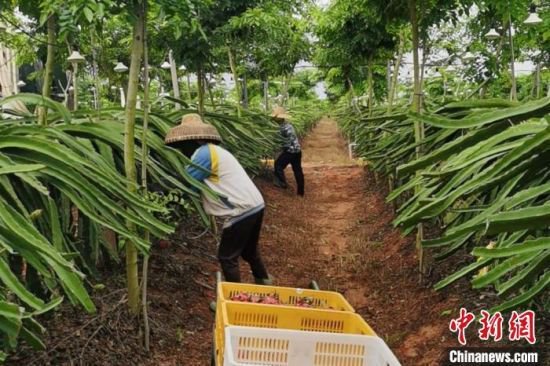 儋州市中和镇水井岭水果种植基地的火龙果迎来采摘期。　凌楠 摄