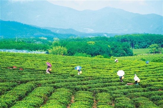 清幽茶园蕴藏诗意风景 人间相携拾茶趣