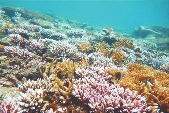 海底珊瑚 李恒 供图