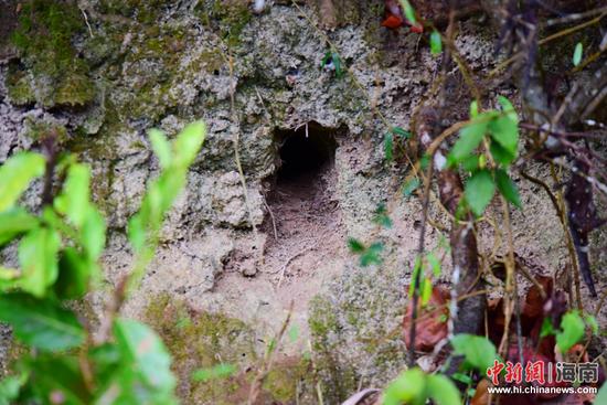 图为白胸翡翠鸟在景区雨林的山坎上掘洞筑巢的景象。（黄庆优摄）
