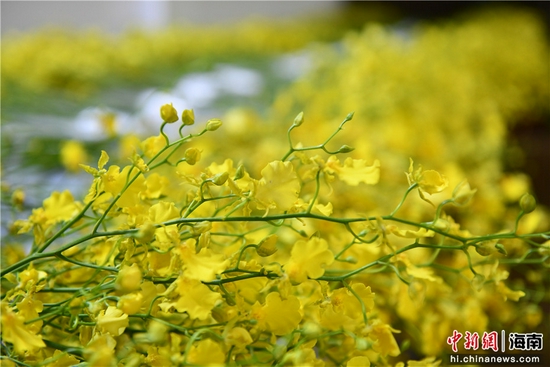 白沙黎族自治县打安镇打安村村民采摘好的兰花。