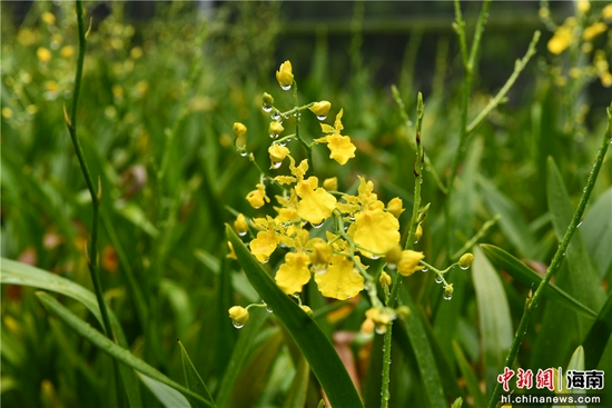 白沙黎族自治县打安镇打安村长岭兰花种植示范基地种植的兰花。