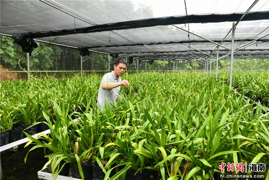  白沙黎族自治县打安镇打安村长岭兰花种植示范基地。