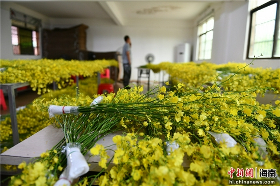  白沙黎族自治县打安镇打安村村民采摘好的兰花。