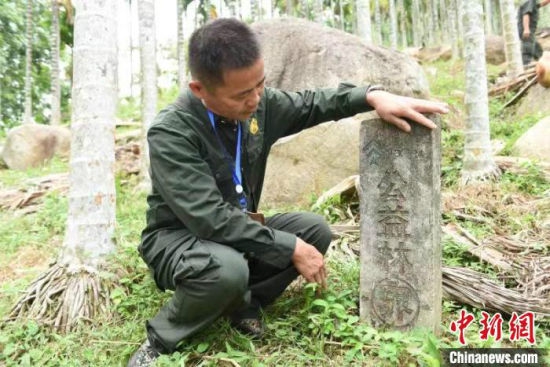  屯昌近10000亩的三个山头林子，都是王首群护林团队负责看护的区域。　林小丹 摄