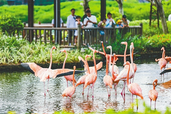 9月19日，游客在澄迈县红树湾湿地公园游览，了解火烈鸟的生活。本报记者 陈元才 摄
