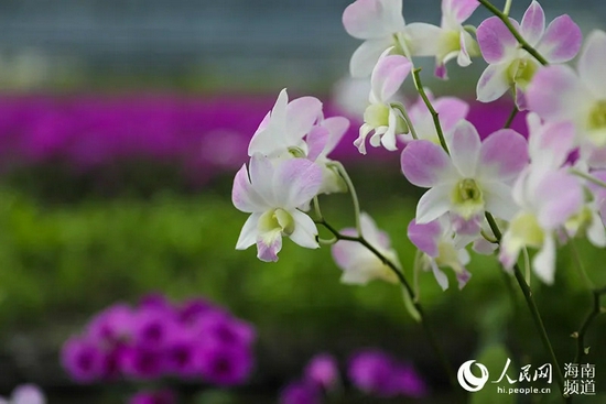 兰花基地种植的兰花开得正艳。人民网 符武平摄