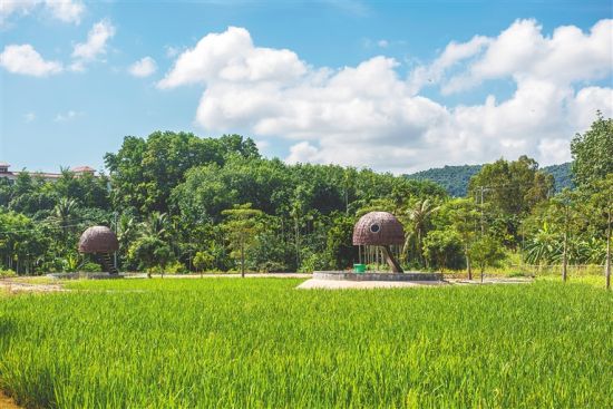 鸿洲共享农庄打造农田复耕试验区。 袁琛 摄