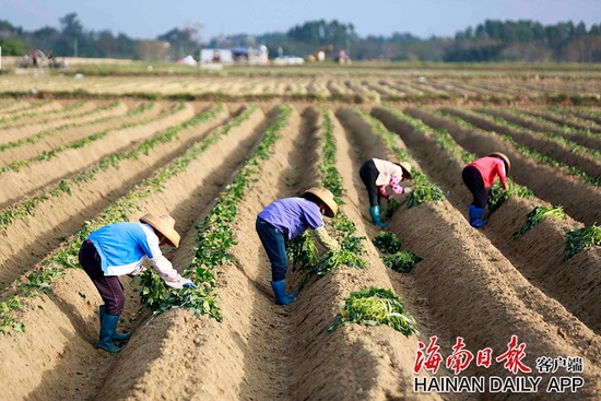 1月12日，在儋州市中和镇和新州镇交界的江心岛全域土地综合整治项目现场，农民在种植地瓜。海南日报记者 陈元才 摄