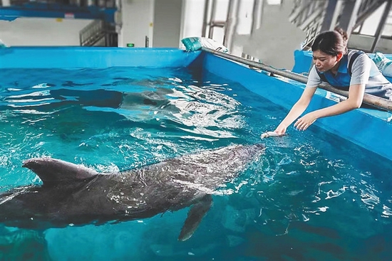 工作人员在为受伤海豚喂食。 (本组图片由儋州市海花岛海洋生物科研基地供图)