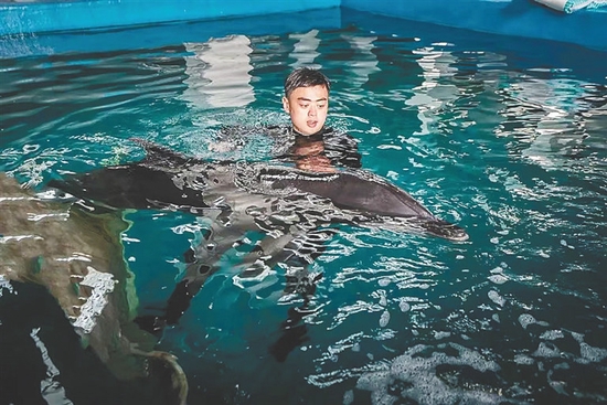 工作人员下水伴游，帮助受伤海豚恢复游动能力。