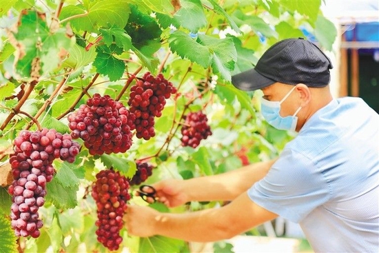 昌江紫晶佳园生态葡萄园里成熟的葡萄。海南日报记者 刘婧姝 摄