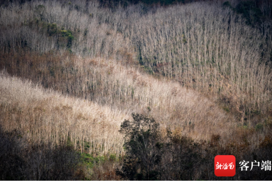 金黄的橡胶林犹如一幅油画。记者 刘孙谋 摄