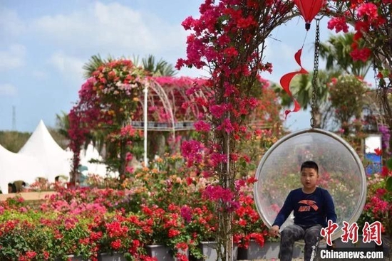 姹紫嫣红的三角梅竞相开放,吸引游客前来观光。 张茜翼 摄