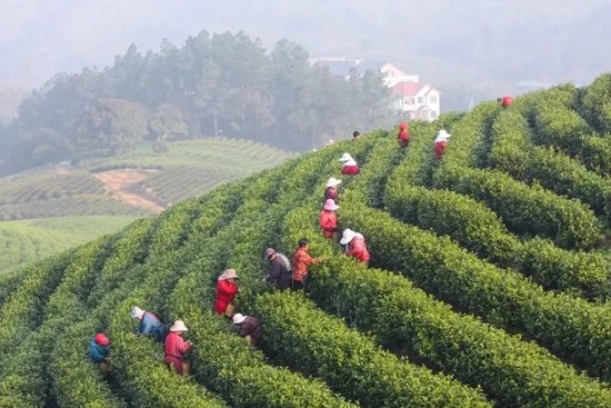 中国人寿寿险浙江安吉支公司 　　为当地采茶工提供 　　意外伤害保险