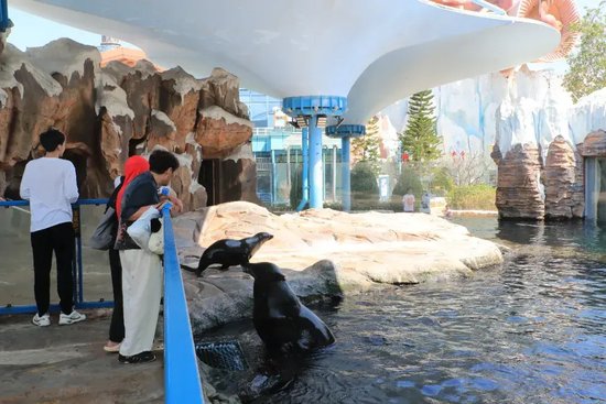 游客在海花岛海洋乐园与小动物互动。