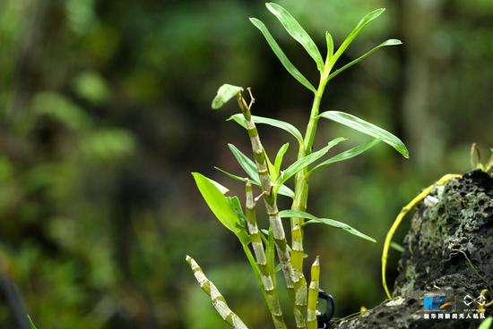 资料图片：火山石上种石斛。新华网 纪惊鸿 摄