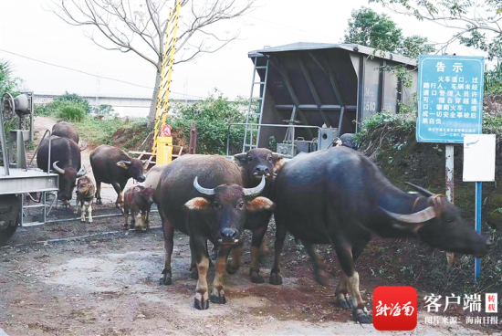 牛群通过火车道口时的情形。海南日报记者 王军 摄