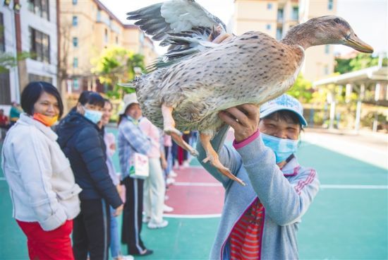 村民在套鸭子活动中领到鸭子。