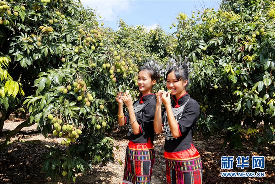 荔枝是海南省最重要的特色水果之一。新华网发（陈思国摄）