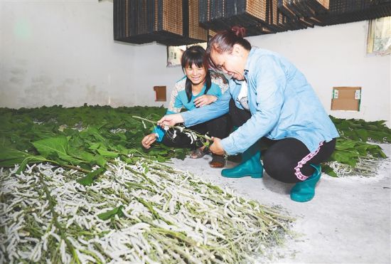 在屯昌县西昌镇更丰村的蚕房,村民查看桑蚕的长势。方山 摄