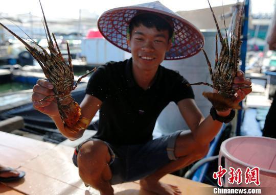 黄亚领的渔排里养殖的龙虾 王晓斌 摄