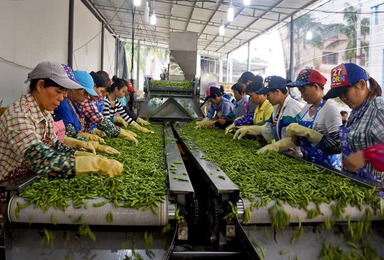昌江山竹沟村--种豆得金 收获脱贫致富新生活