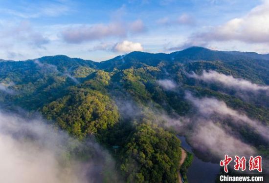 航拍海南热带雨林。　骆云飞 摄