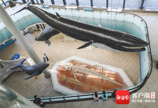  中国（海南）南海博物馆展出的须鲸标本。海南日报记者 李天平 摄