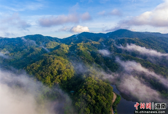 2021年9月4日，航拍海南尖峰岭自然保护区热带雨林。骆云飞摄