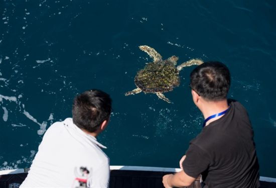  海南定期举行海龟放生活动，2020年在陵水举行的活动中，人们目送海龟回家。童国强 摄