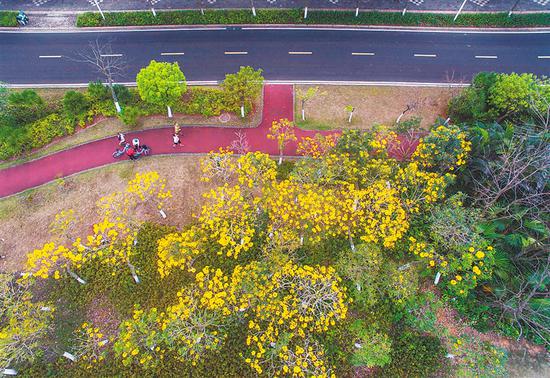 黄花风铃装饰着城市的街道。海南日报记者 宋国强　摄