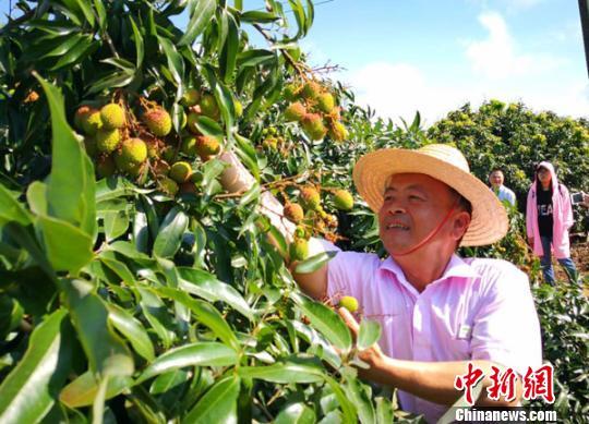 海口市琼山区三门坡镇红明农场荔枝园荔枝喜获丰收。　尹海明　摄