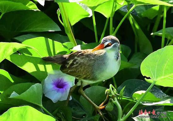 ↑图为白眉田鸡。(摄影：王铁英)