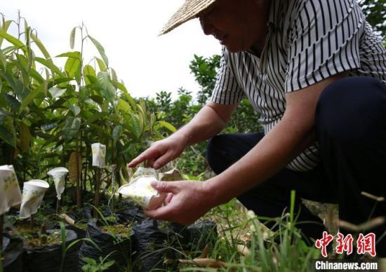 于德胜在基地培育1万株榴莲树苗 记者王晓斌　摄