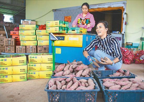  12月15日，在澄迈县桥头沙土甘薯合作社，打包地瓜的农户喜笑颜开。