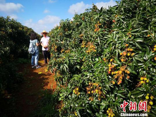 图为海口市琼山区三门坡镇红明农场荔枝园硕果累累。　尹海明 摄