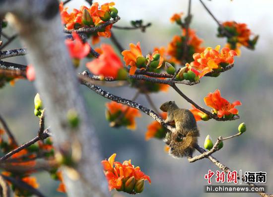 3月1日，一只小松鼠在三亚南山景区盛开的木棉花上觅食。陈文武摄