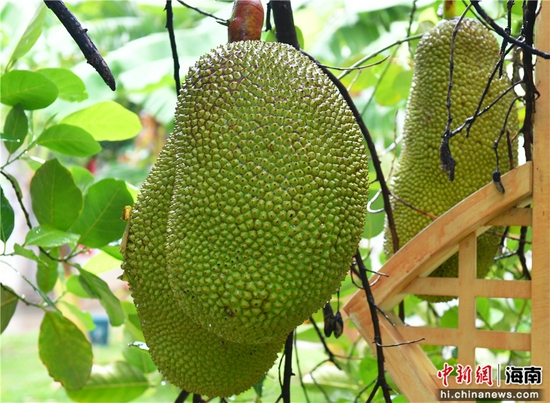  白沙黎族自治县邦溪镇芭蕉村农户种植菠萝蜜。