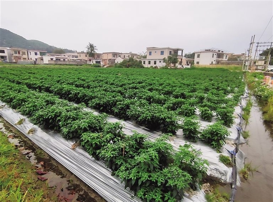 100余亩撂荒地被盘活，种上辣椒。