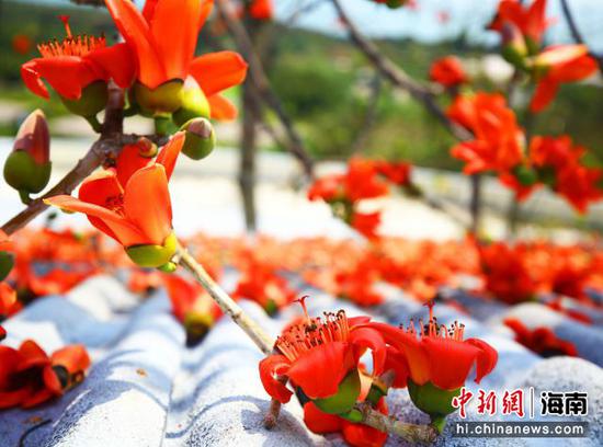  3月1日，三亚南山景区盛开的木棉花。陈文武摄