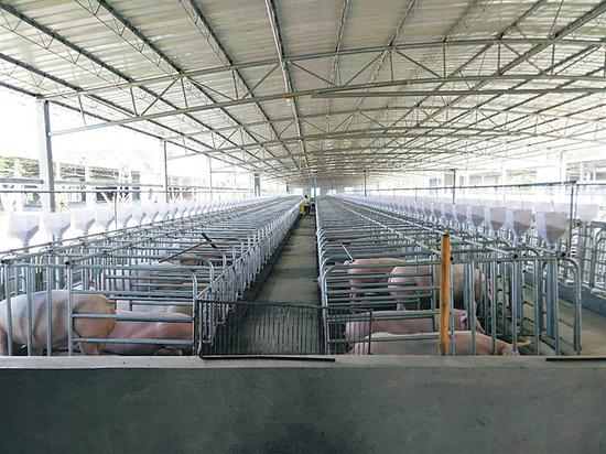鸣旺养殖基地今年计划出栏猪苗2万头。 临高县和舍镇政府供图