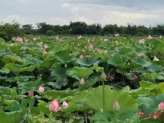 黑塘湿地旁成片的荷花。海口日报记者 龙易强 摄