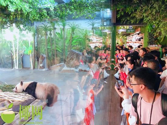 海南“新居民”熊猫兄弟备受关注宠爱