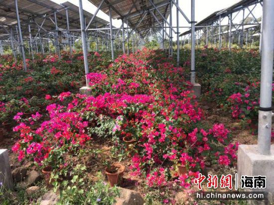 海南控股采用“棚上发电、棚下种植”的模式,支持隆道村种植三角梅。海南控股供图