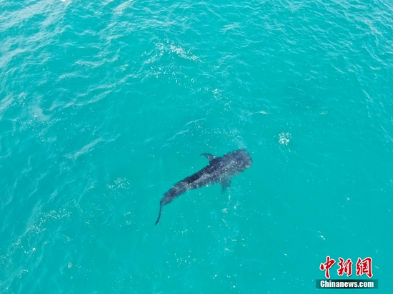  航拍镜头下的鲸鲨，正在分界洲岛附近较浅的海域觅食。 郑立品 供图