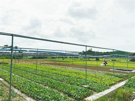  三亚扎业标准化蔬菜基地。