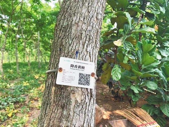 含有二维码“身份证”的黄花梨树。 本报记者 张文君 摄
